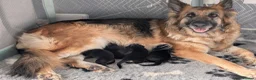 German Shepherd dogs for sale: German shepherd pups - Advert 1