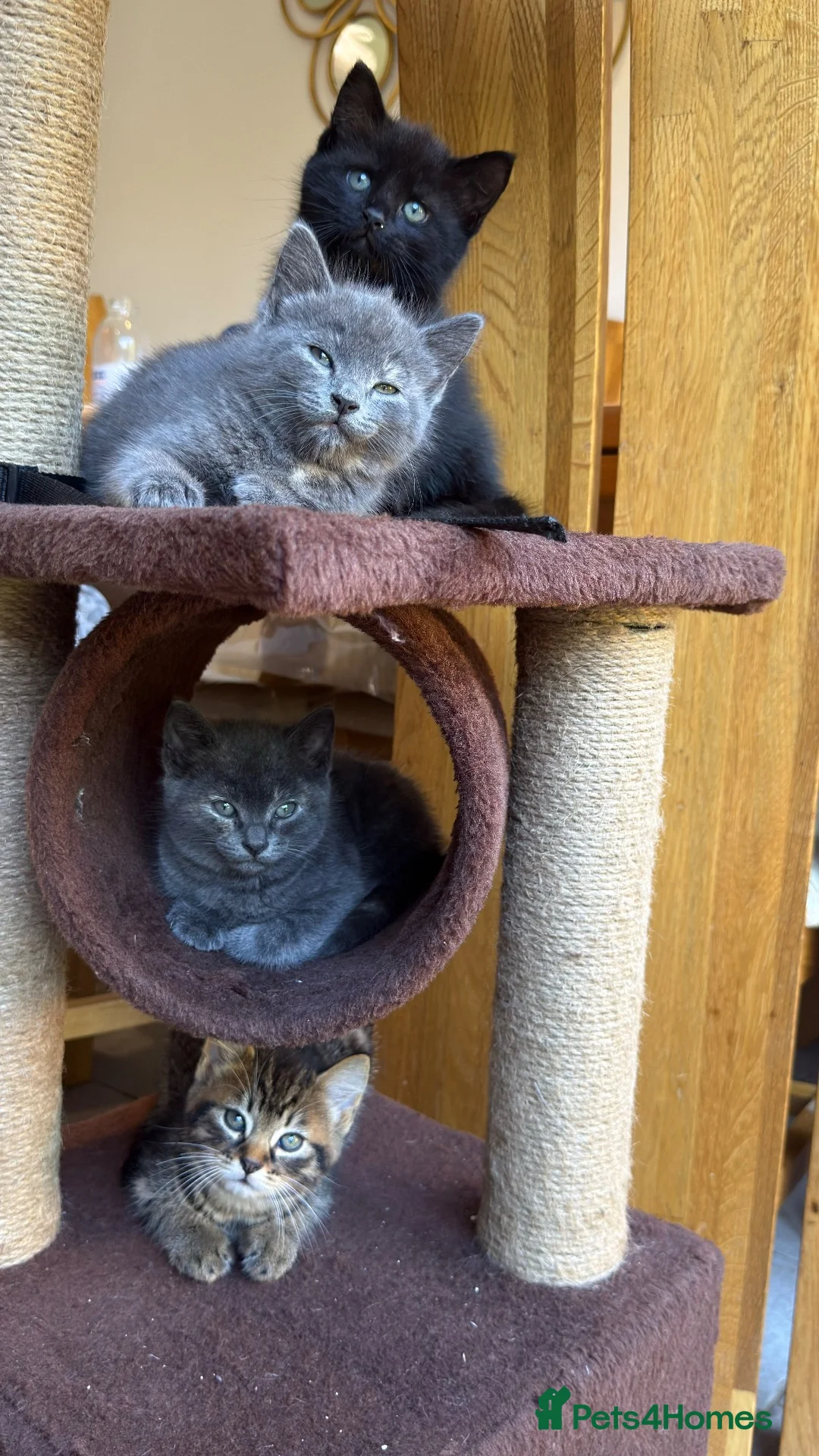 British Shorthair cats for sale: Two female and two male kittens  - Advert 2