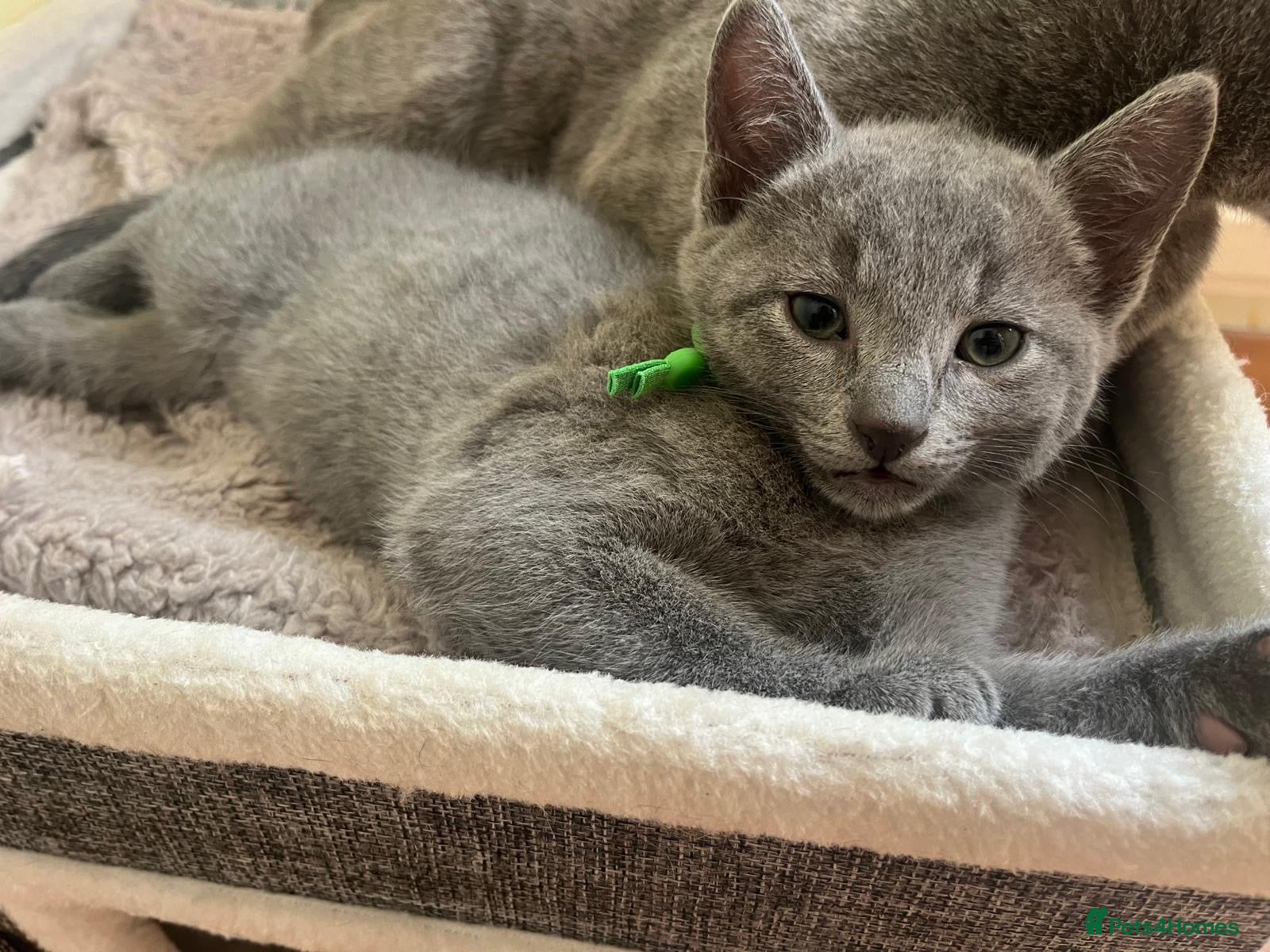 Russian Blue cats TICA REGISTERED Pure Breed Russian Blue Kittens - Advert 1