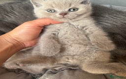 British Shorthair cats for sale: Amazing GCCF registered British shorthair kitten - Image 3