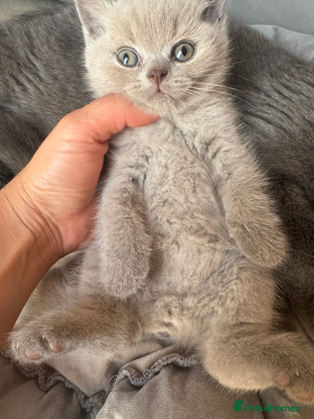 British Shorthair cats for sale: Amazing GCCF registered British shorthair kitten - Image 3