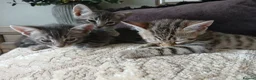 Bengal cats for sale: 3/4 Bengal Kittens  - Advert 7