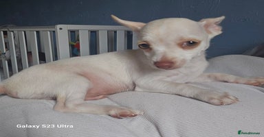 Pomchi dogs - Advert 10