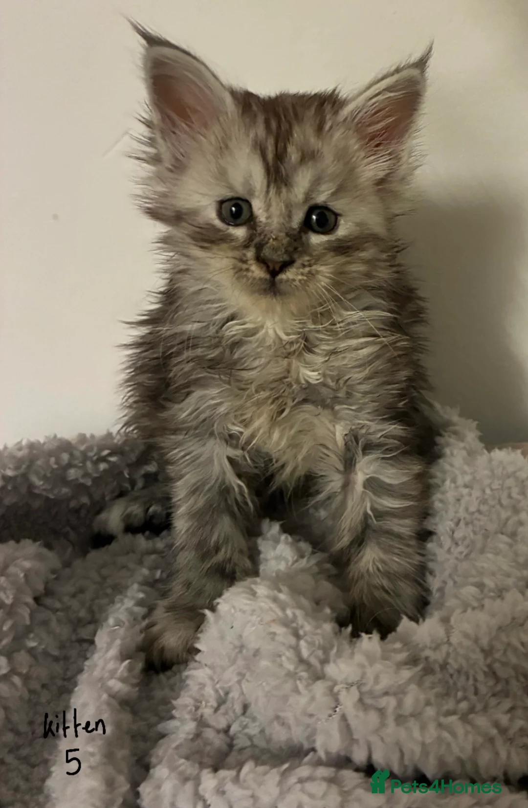 Maine Coon cats for sale: Polydactyl Maine Coon Kittens — TICA Registered  - Advert 11