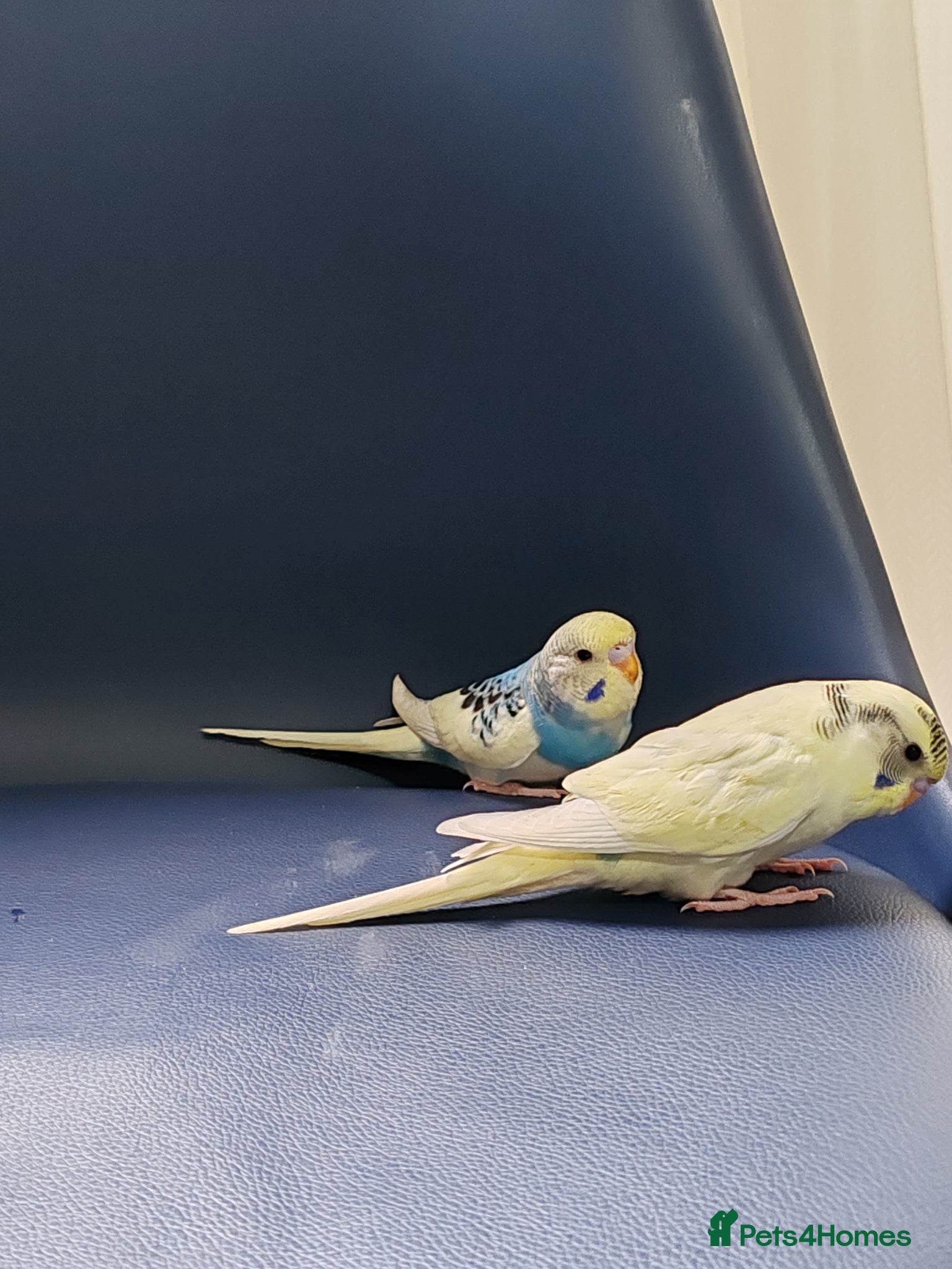 Parrots birds for sale: budgies 2 months and 3 months 1 week  - Advert 13