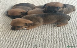 Jack Russell dogs for sale: Jack russel puppies  - Image 5