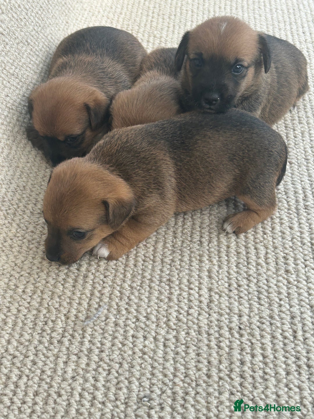 Jack Russell dogs for sale: Jack russel puppies  - Image 5