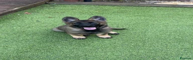 German Shepherd Puppy 1