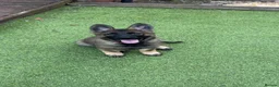 German Shepherd dogs for sale: 3 females German shepherd kc registered  - Advert 1