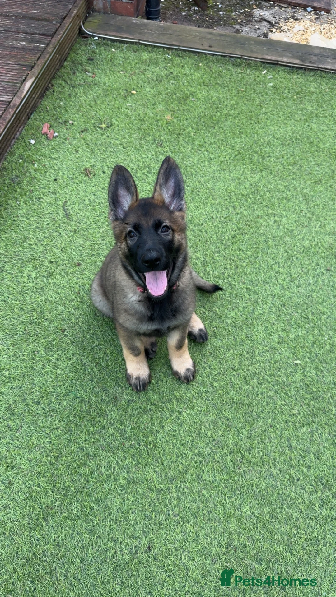 German Shepherd dogs for sale: 3 females German shepherd kc registered  - Advert 1