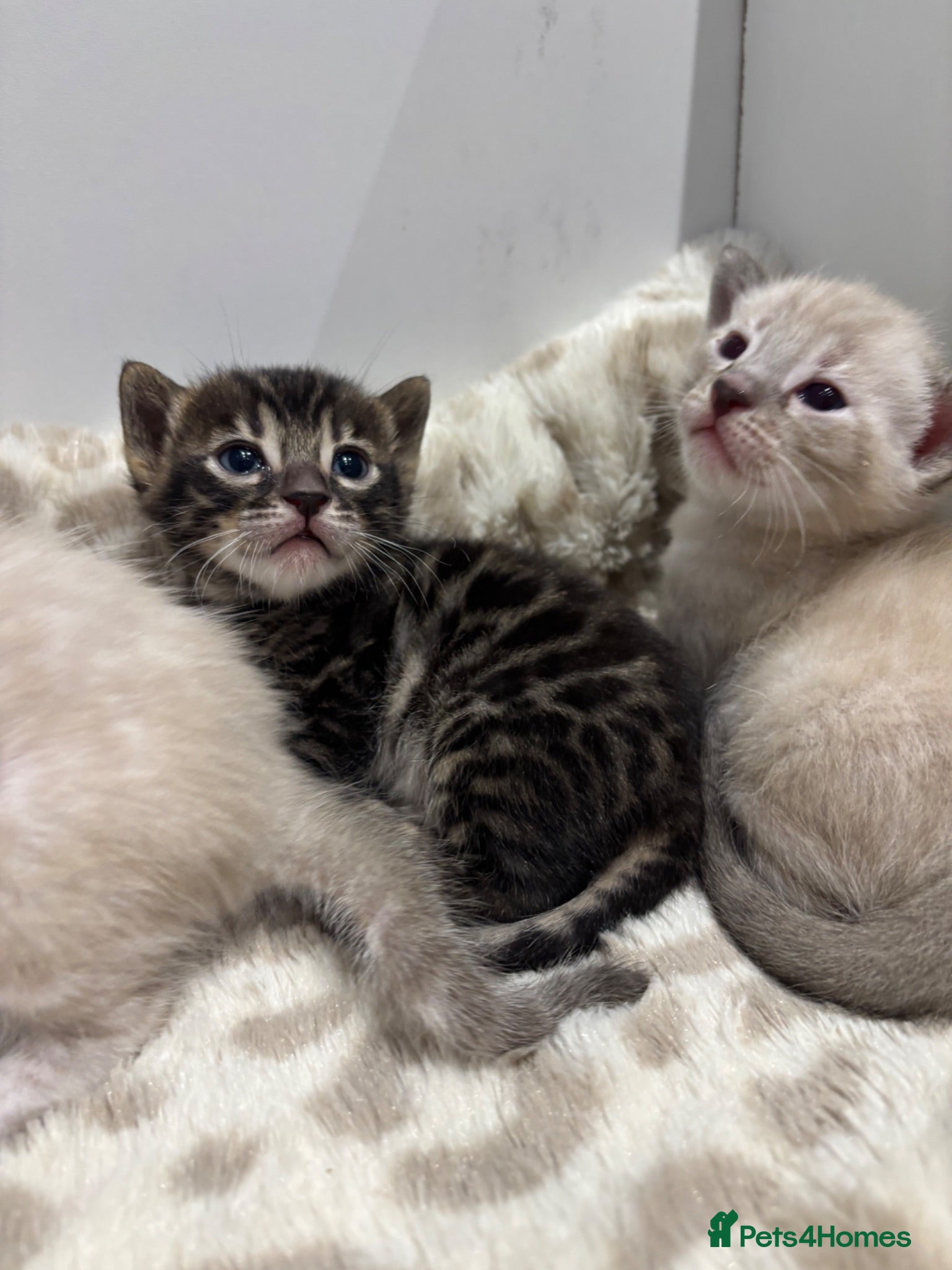Bengal cats Pedigree Bengal kittens Snow Silver Charcoal - Advert 1