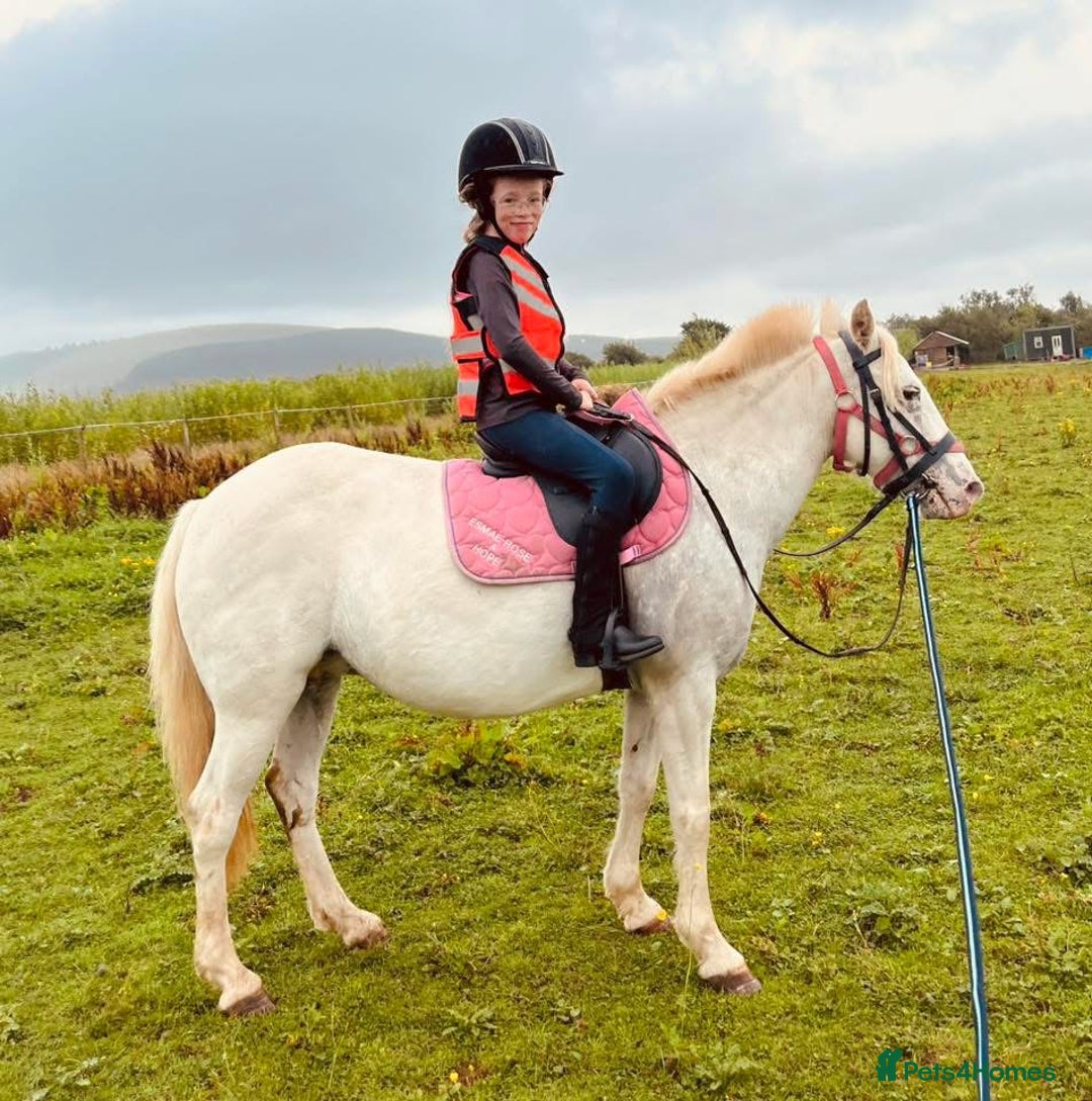 Riding pony horses for sale: For Sale Kids Lead Rein Pony! Safe and Bombproof - Advert 19