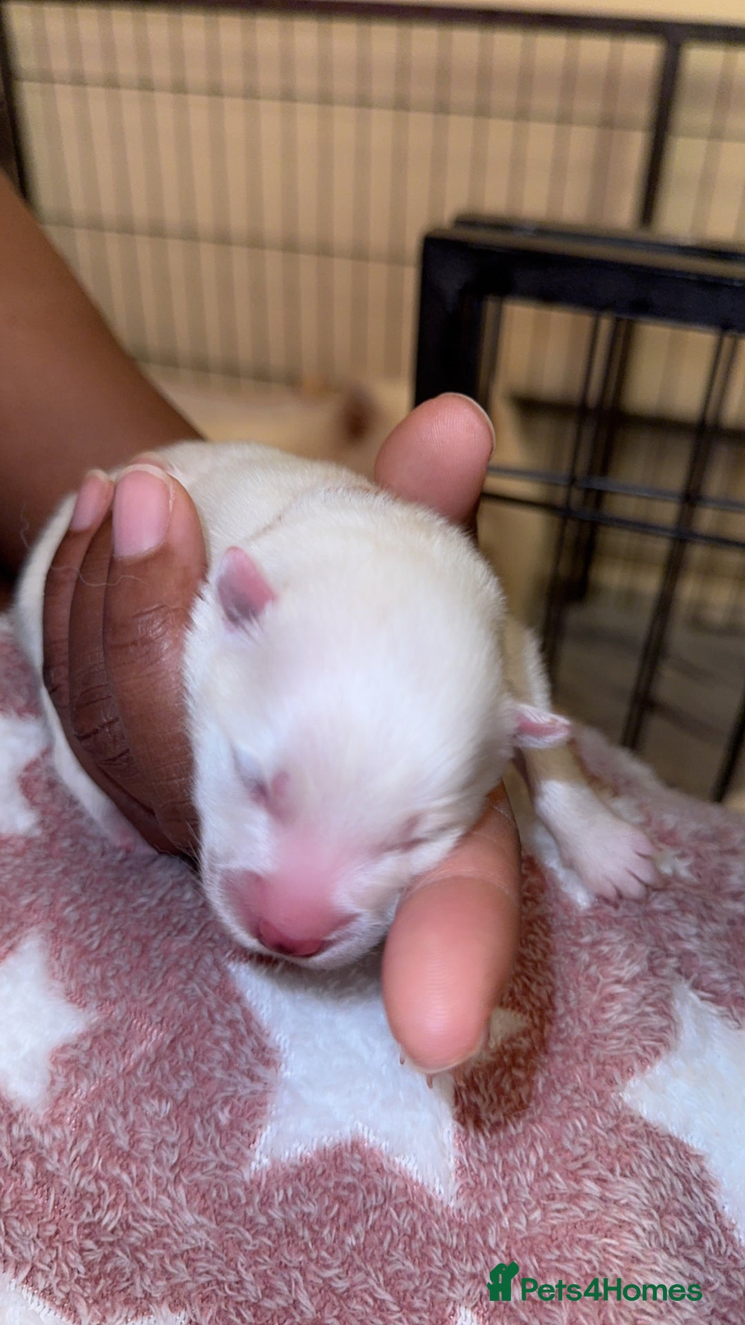 Samoyed dogs for sale: Pedigree pure breed Sammy Smilers 😊 - Advert 3