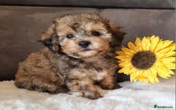 Shihpoo dogs for sale: Adorable little Shihpoo's, sold fully vaccinated - Image 1