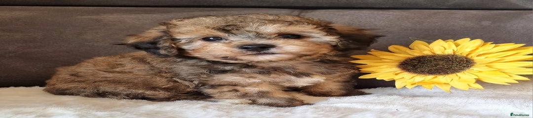 Shihpoo Puppy 1
