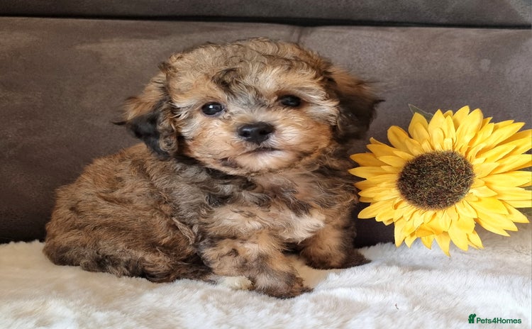 Shihpoo dogs - Advert 3