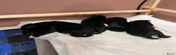 Miniature Schnauzer dogs for sale: Stunning KC reg black miniature schnauzer puppies - Advert 8