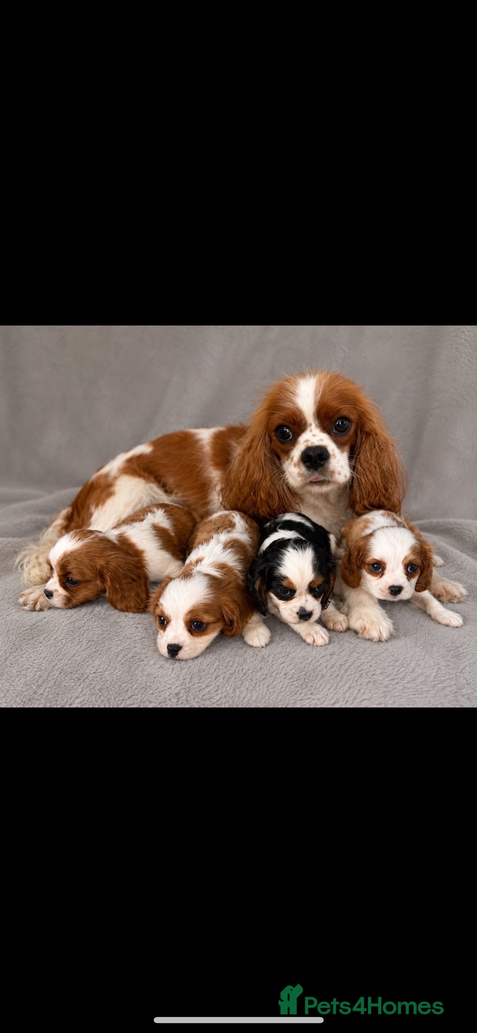 Cavalier King Charles Spaniel dogs Cavalier King Charles For Sale - Advert 7