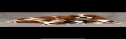Cavalier King Charles Spaniel dogs for sale: Cavalier King Charles For Sale in Mansfield - Advert 1