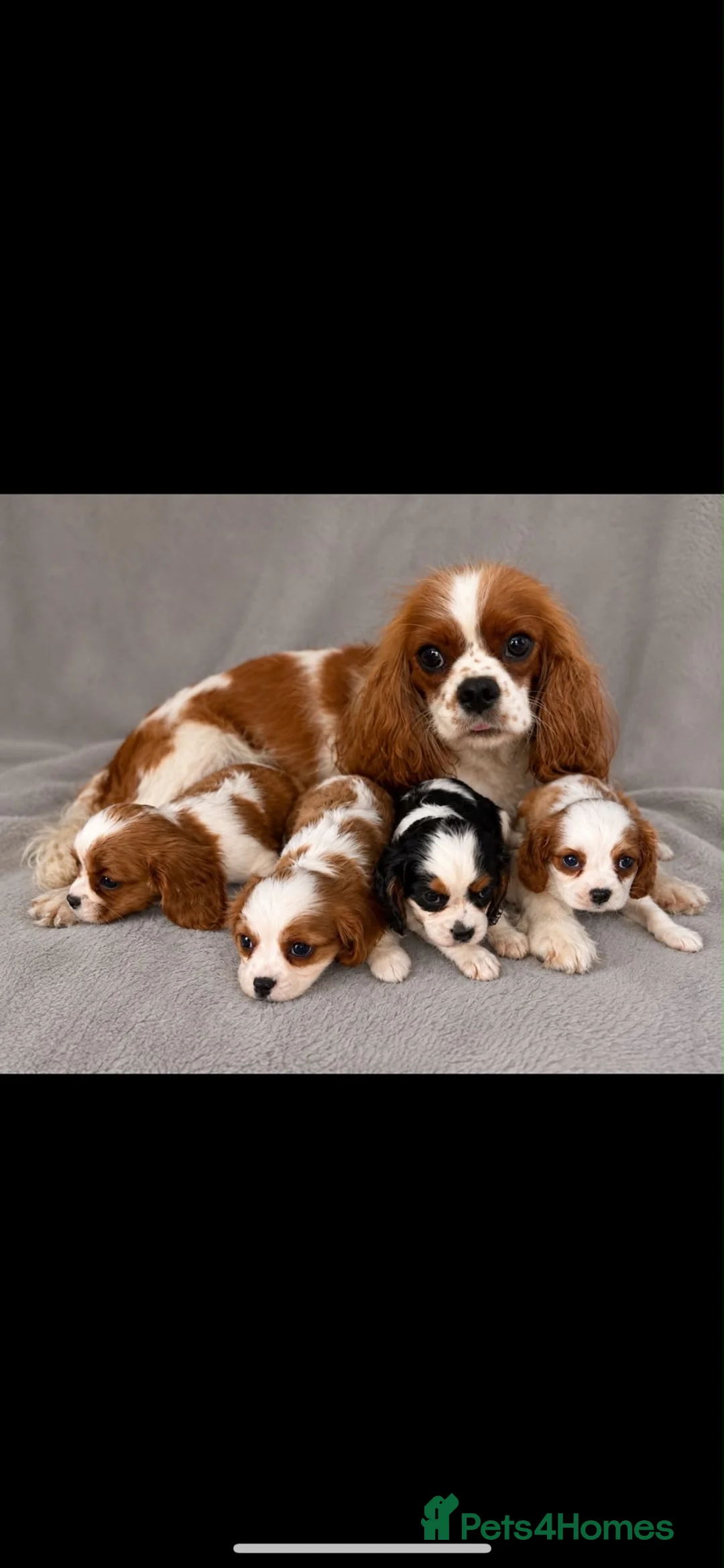 Cavalier King Charles Spaniel dogs for sale: Cavalier King Charles For Sale in Mansfield - Advert 1