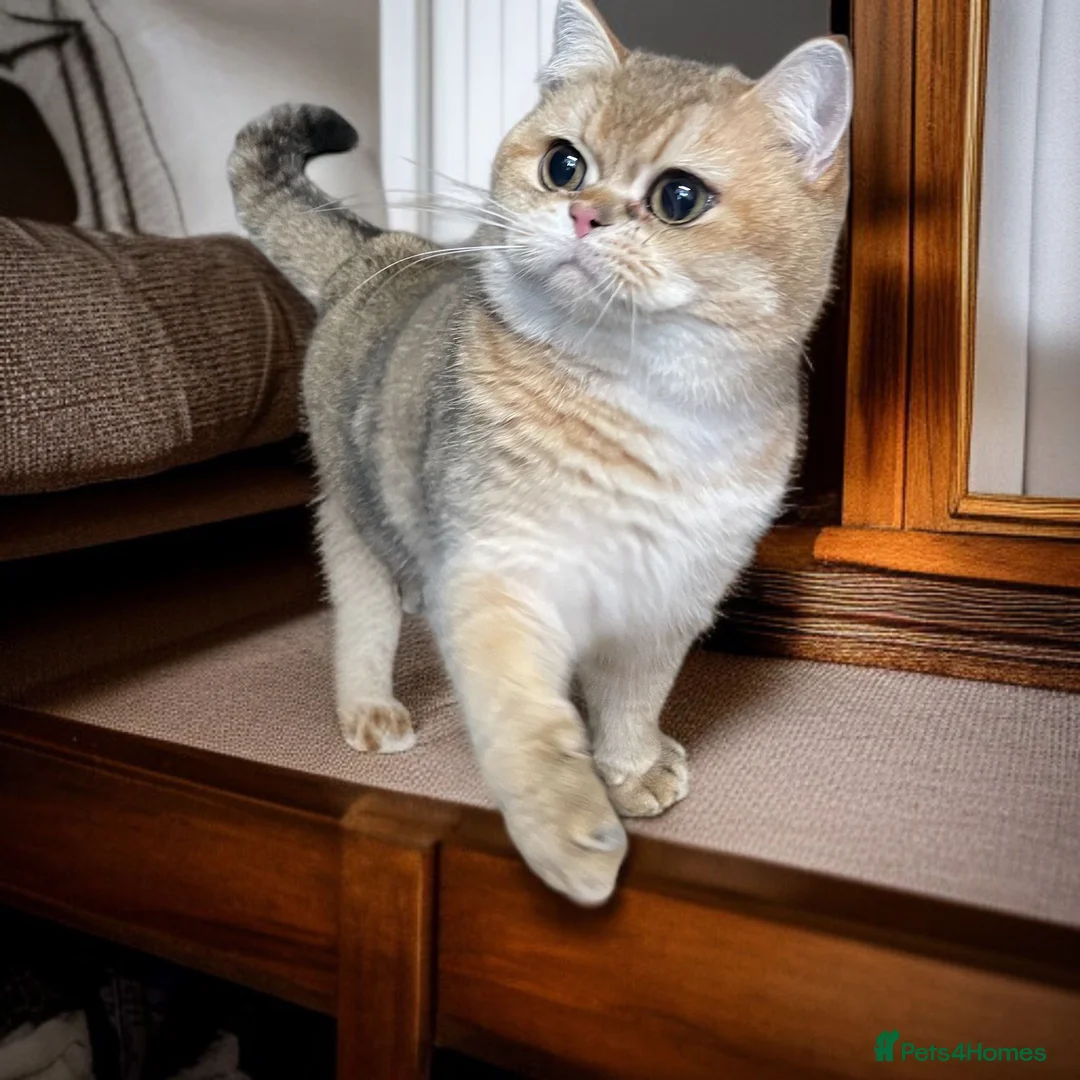 British Shorthair cats for sale: Retired breeding cats for rehoming all neutered  - Advert 5