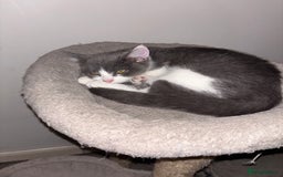 British Shorthair cats for sale: British shorthair & Domesticated shorthair  - Image 5