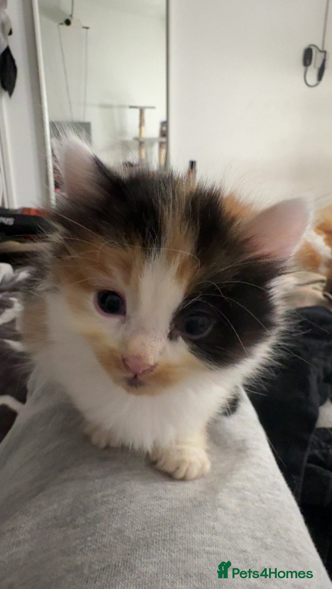 Mixed Breed cats for sale: Fluffy kittens - Image 10