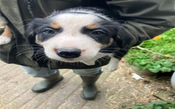 Border Collie dogs for sale: Beautiful Border Collie Puppies - Image 7