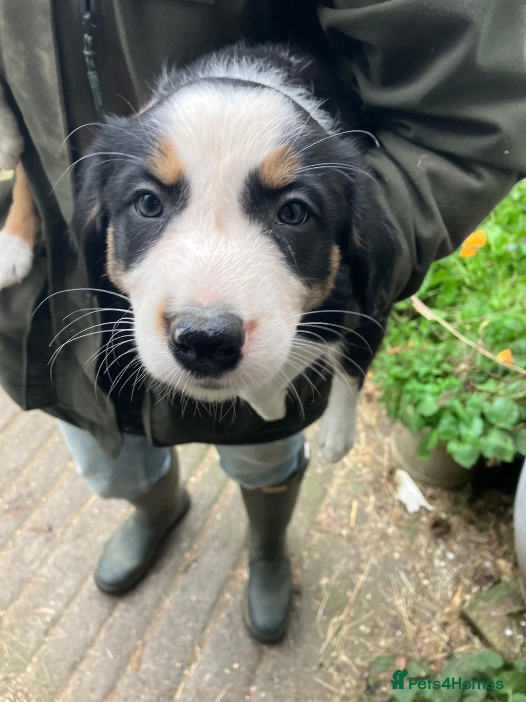 Border Collie dogs for sale: Beautiful Border Collie Puppies - Image 7