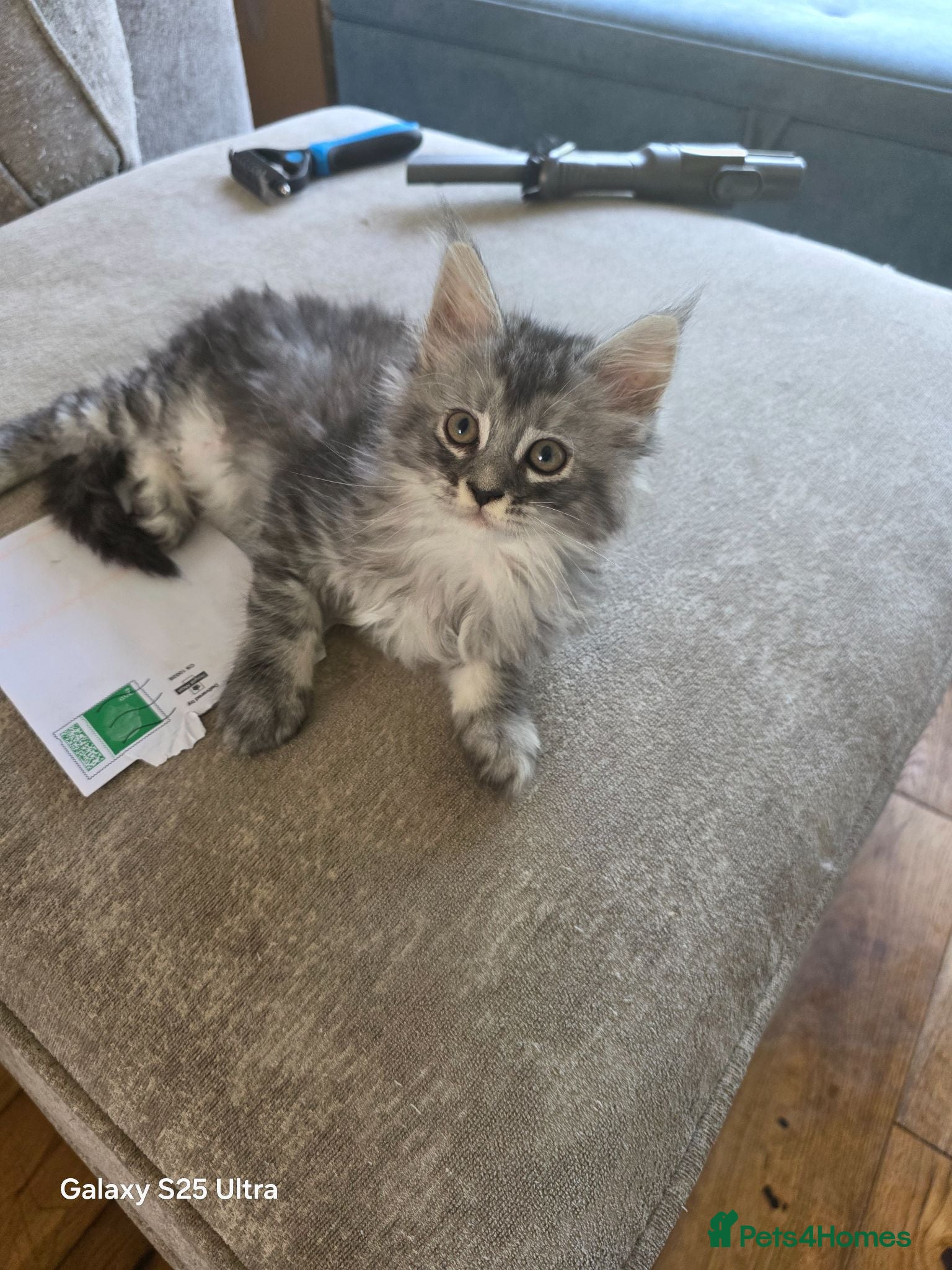 Maine Coon cats Ready now adorable maine coon Kittens 4bs & 1g - Advert 2