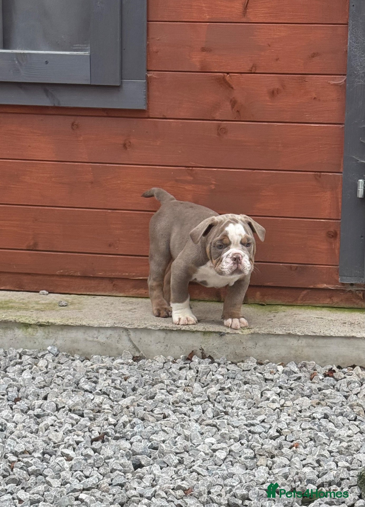 Olde English Bulldogge dogs Last gentleman left 🐾  - Advert 2