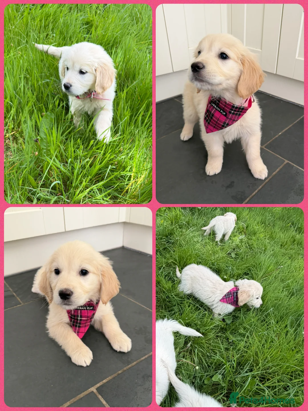 Golden Retriever dogs for sale: KC Registered Golden Retriever puppies  - Advert 24