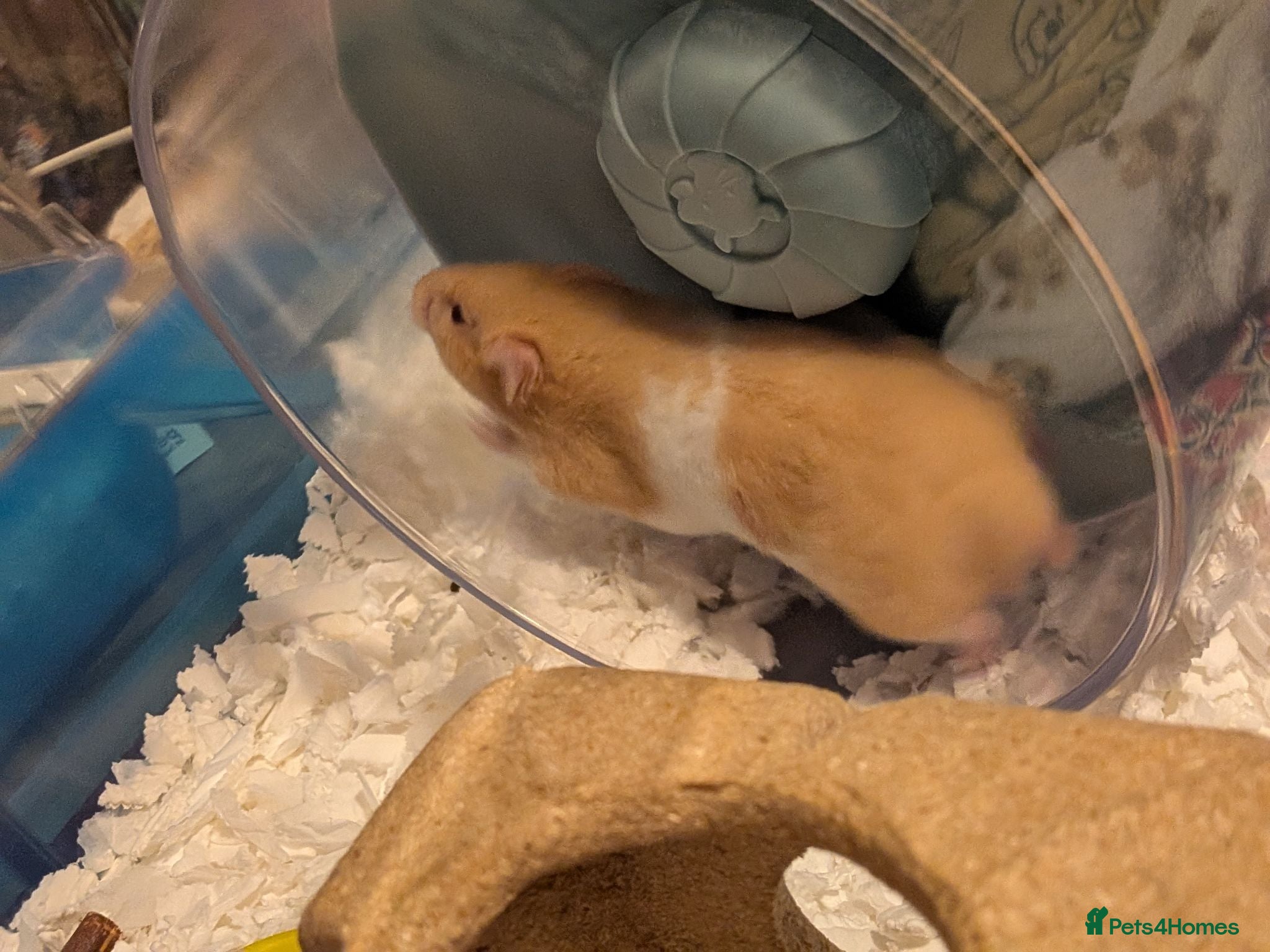 Hamster rodents Lovely pedigree cream banded male Syrian hamster - Advert 1
