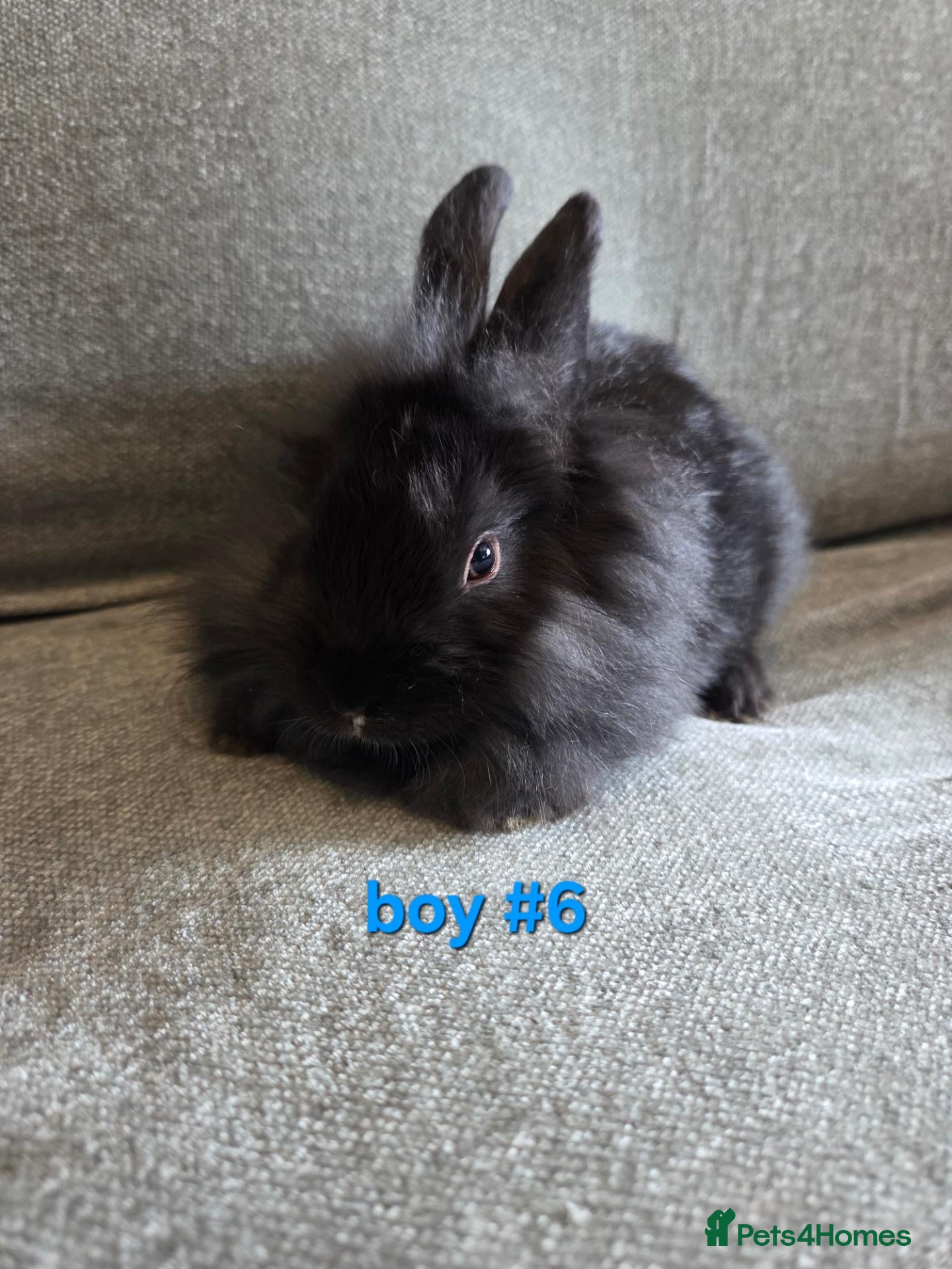 Lionhead rabbits Lion head babies very fluffy & tame ☆READY NOW - Advert 2