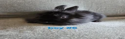 Lionhead rabbits for sale: Lion head babies very fluffy & tame ☆READY NOW - Advert 2
