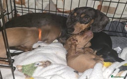 Miniature Dachshund dogs for sale: mini dachshund puppies - Image 4