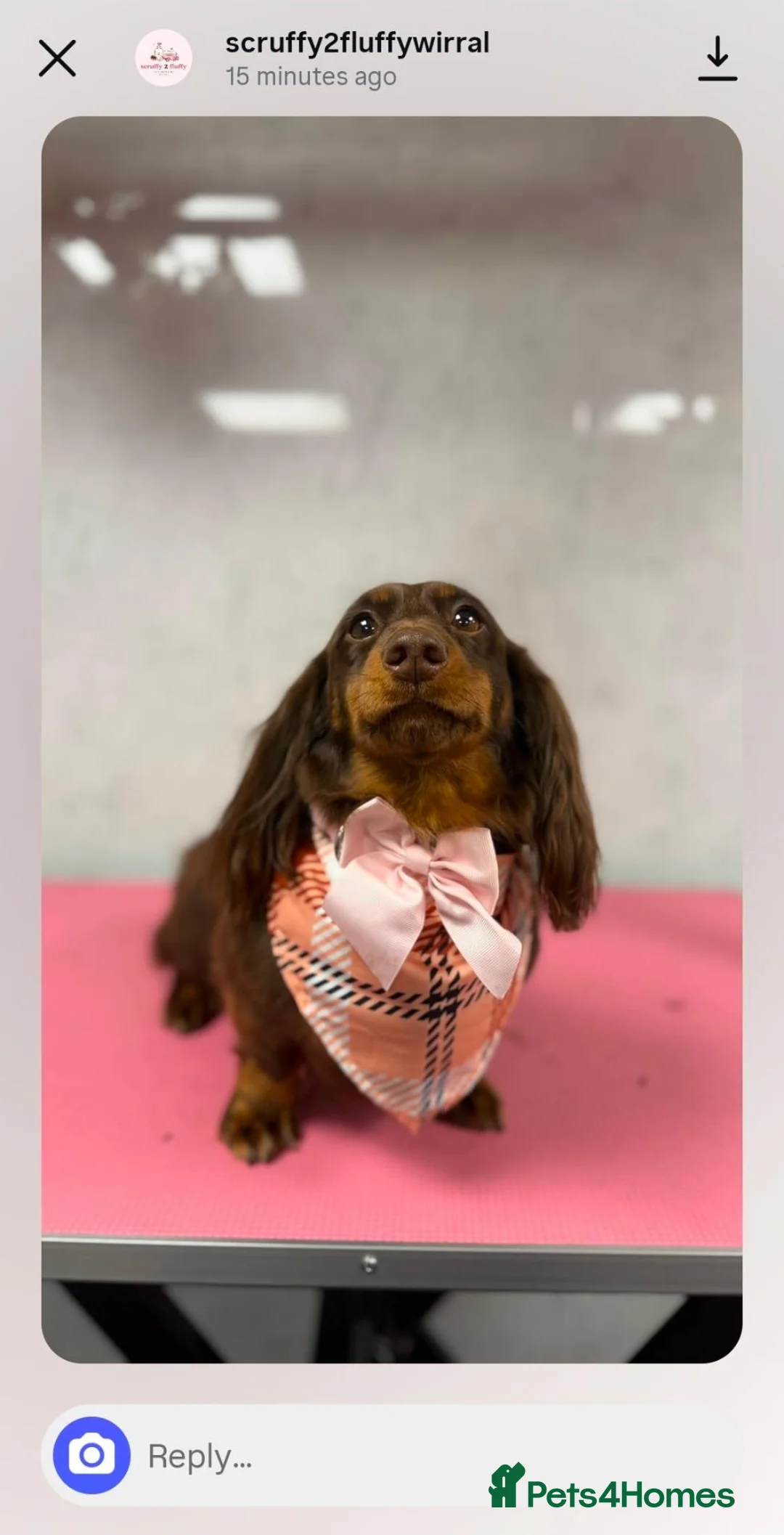 Dachshund dogs for sale: Twiggy in Wallasey - Advert 2