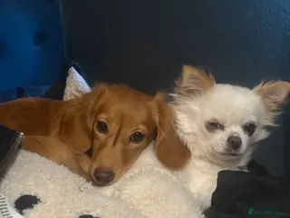 Miniature Dachshund dogs Pumpkin -Miniature daschund - Advert 17