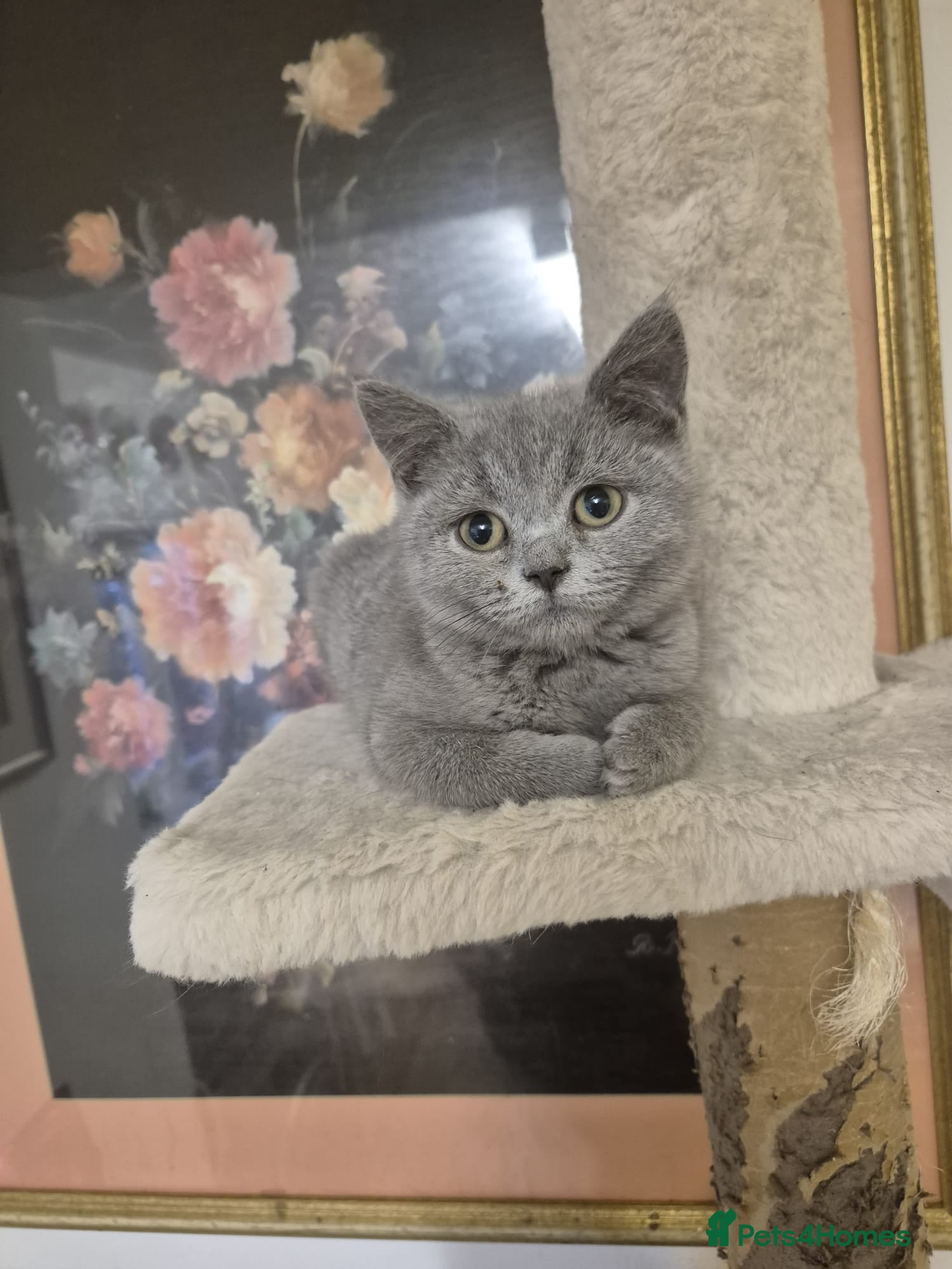 British Shorthair cats British Shorthair Kittens  - Advert 1