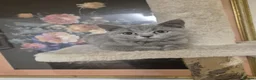 British Shorthair cats for sale: British Shorthair Kittens  - Advert 1