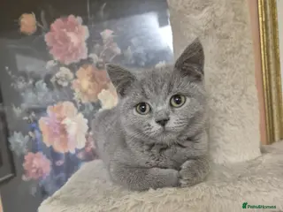 British Shorthair cats British Shorthair Kittens - Advert 4