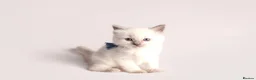 Ragdoll cats for sale: Beautiful Pedigree Ragdoll Kittens  - Advert 10