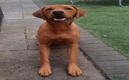 Labrador Retriever dogs for sale: FOX RED LABRADORS OUTSTANDING HEALTH 280 PLUS DNA - Image 12