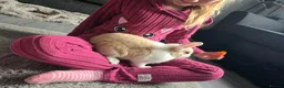 English Lop rabbits for sale: Female lop rabbit with the whole start up kit in Bathgate - Advert 4
