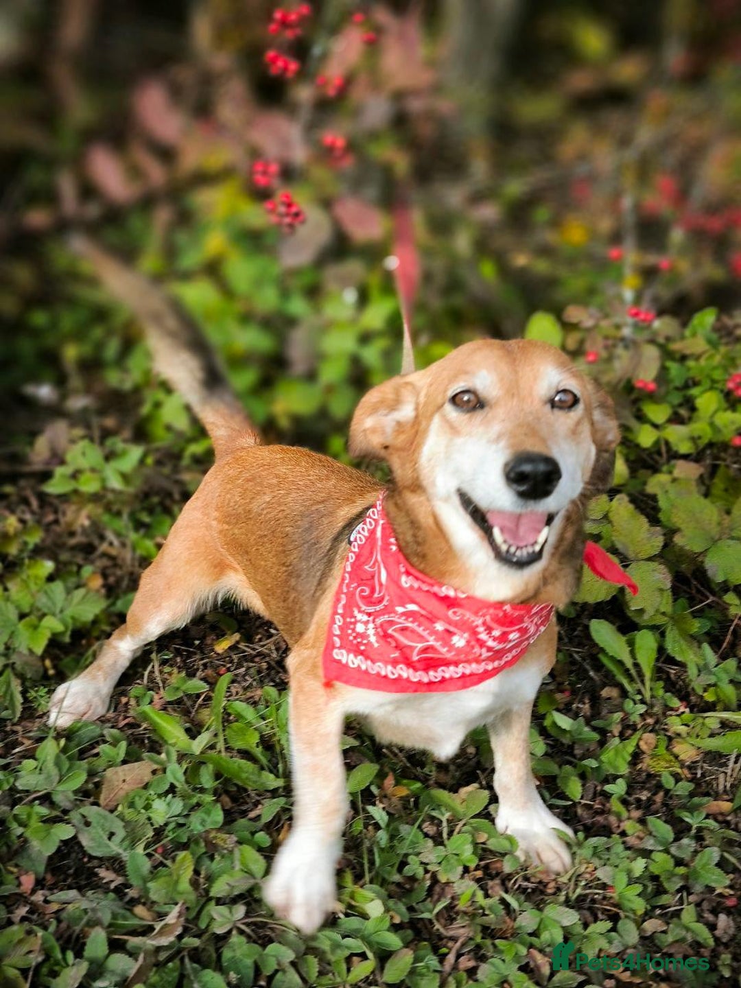 Mixed Breed dogs for adoption: 💖🐶 EVA 🐶💖 - Image 17