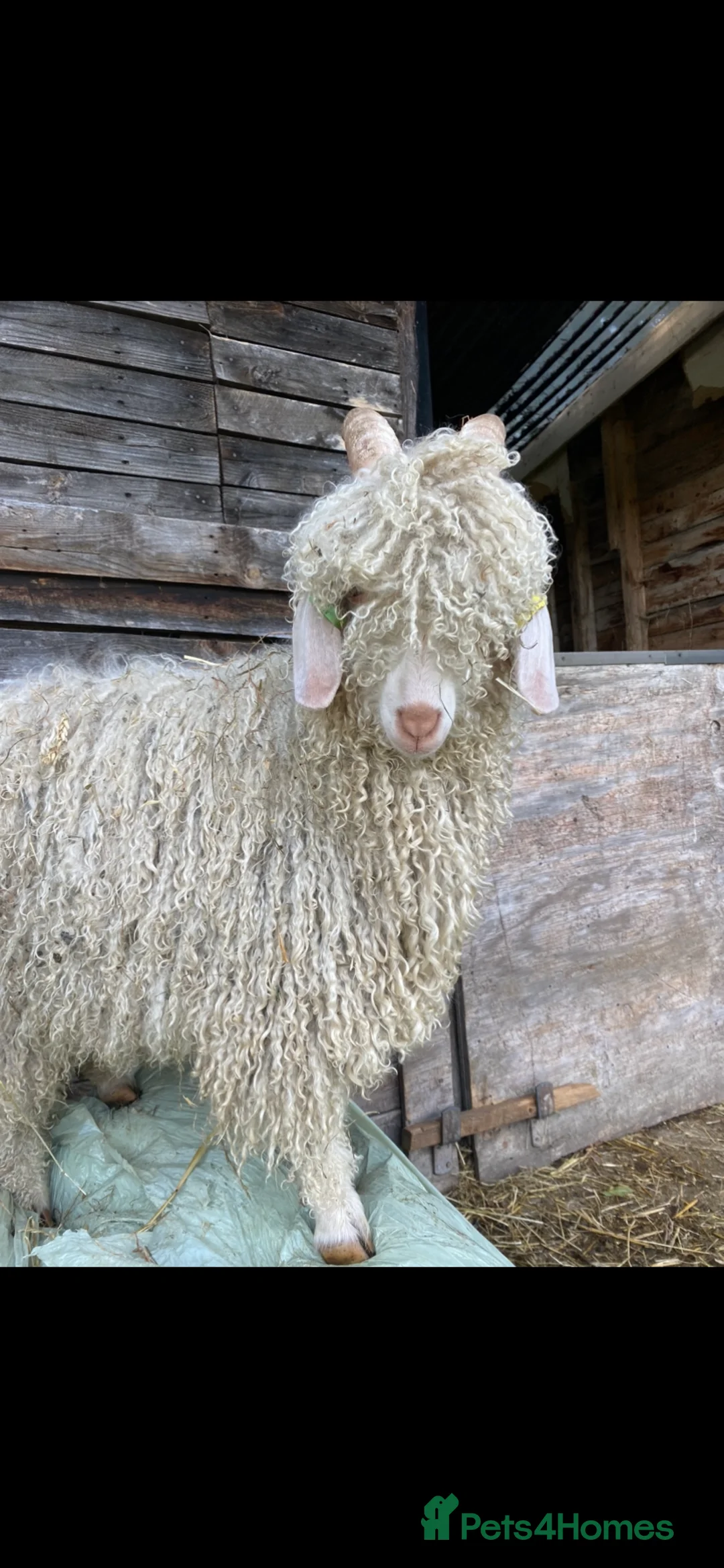 Goats livestock for sale: 3 pedigree angora bucks - Advert 5