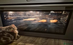 Mixed Breed cats for sale: 2 Beautiful Male Grey/Tabby Kittens - Image 5