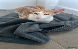 Oriental cats for sale: Oriental shorthair  - Image 2