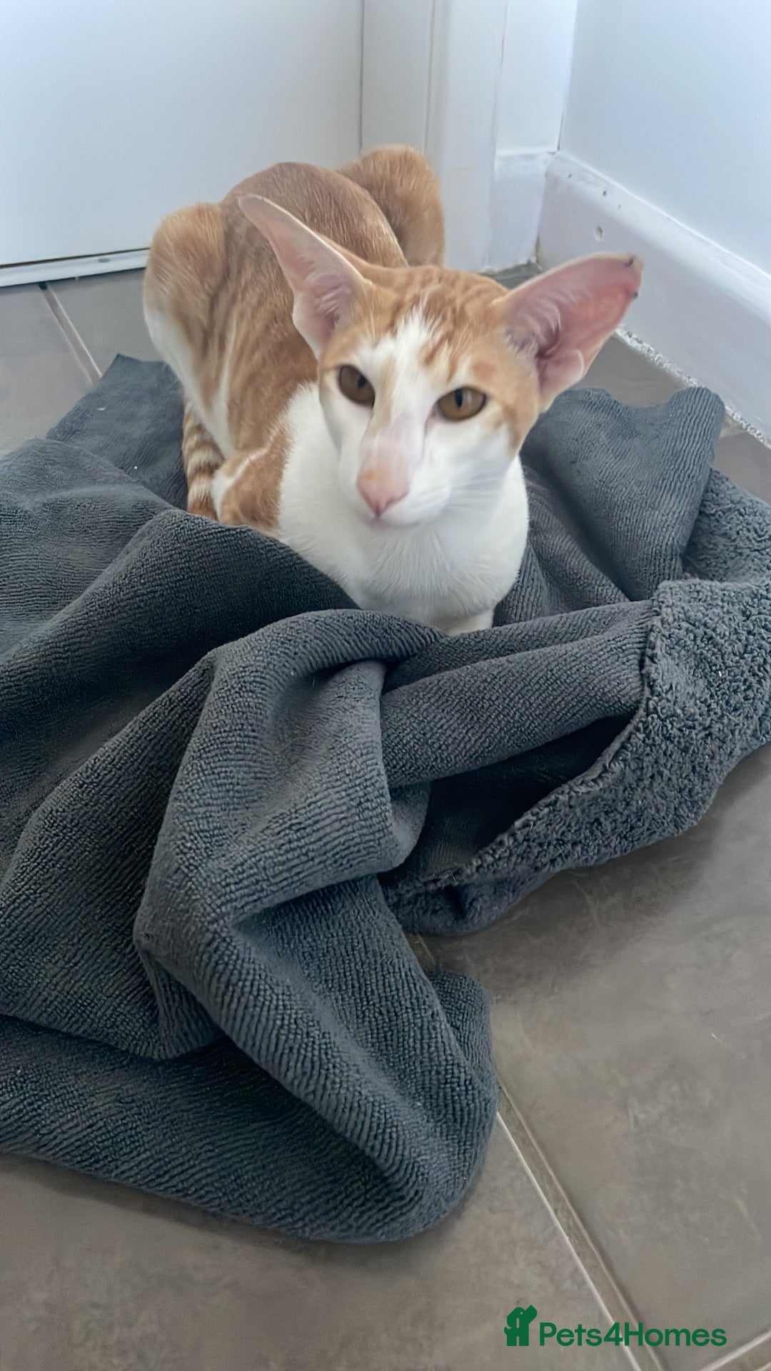 Oriental cats for sale: Oriental shorthair  - Image 2