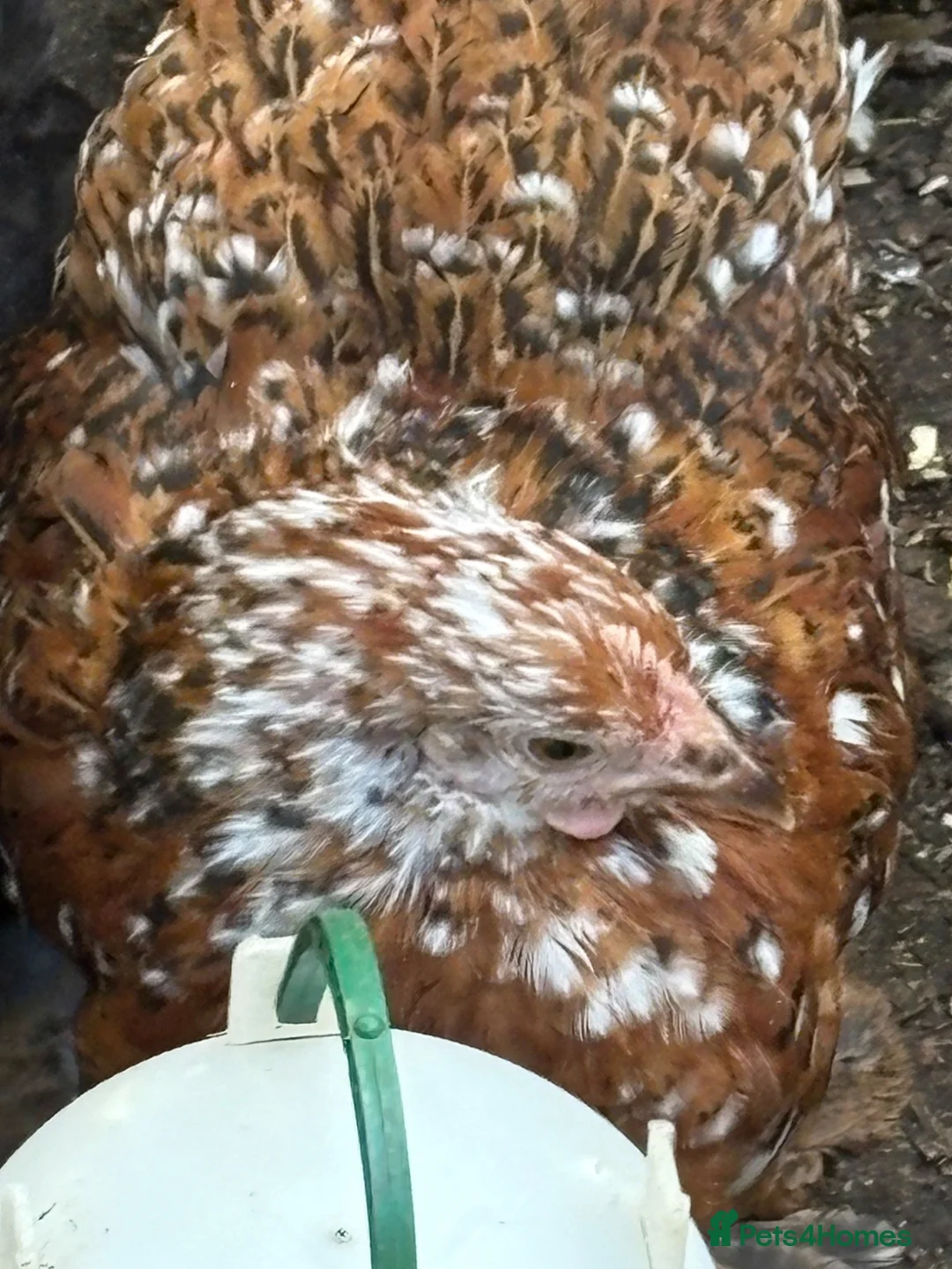 Chickens poultry for sale: Stunning millieflur pekin pullets Sexed bantam  - Advert 2